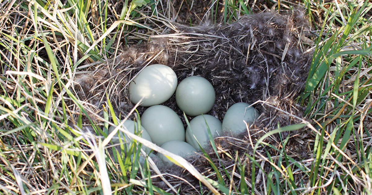 Mallard nest. Photo by Michael Furtman